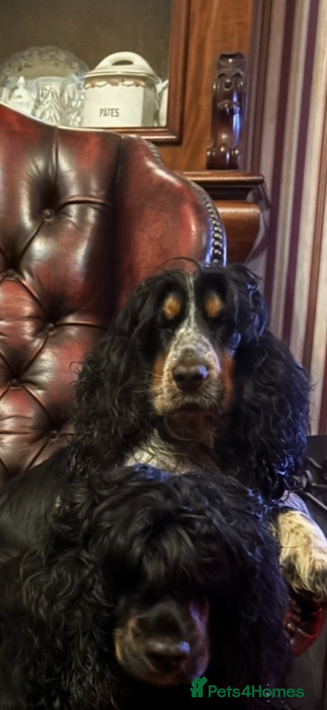 Cocker Spaniel dogs for sale: Show Cocker Pups - Image 10