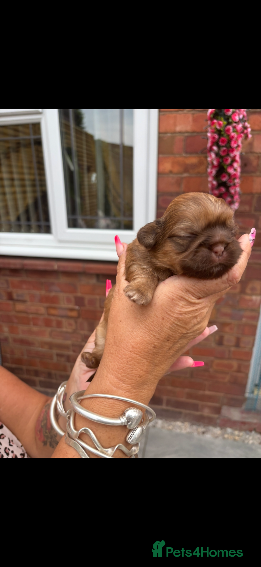 Shih Tzu dogs for sale: Imperial shih tzu puppies - Image 12