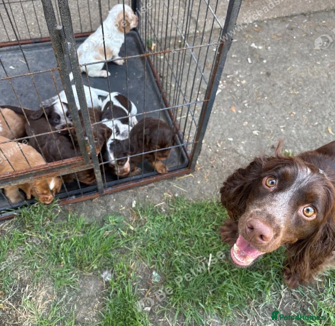 Sprocker dogs for sale: Gorgeous Sprocker puppies - Advert 20