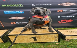 Weimaraner dogs for stud: Blue Weimaraner for Stud - Image 10