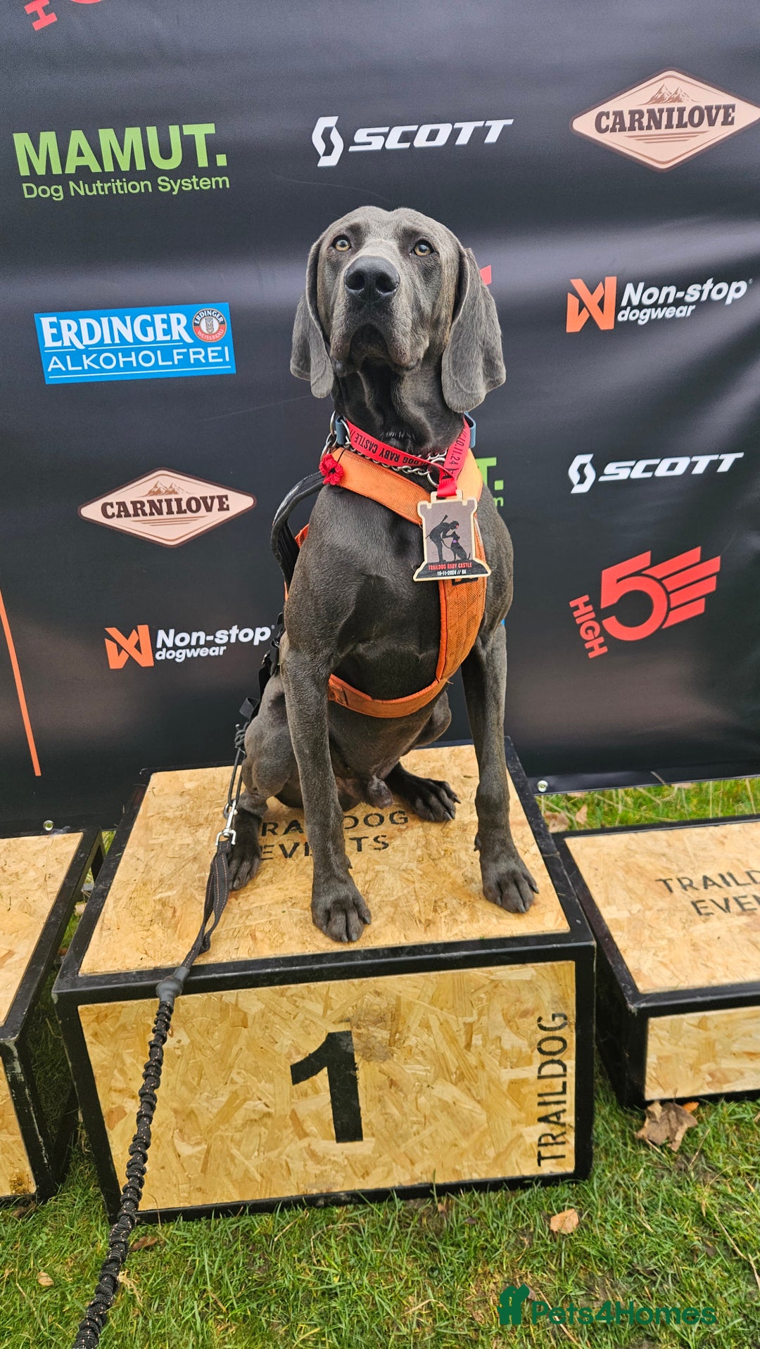 Weimaraner dogs for stud: Blue Weimaraner for Stud - Image 10