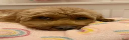 Cavapoo dogs for sale: F1B Cavapoo Puppies ⭐️- Health Tested Parents  - Advert 6