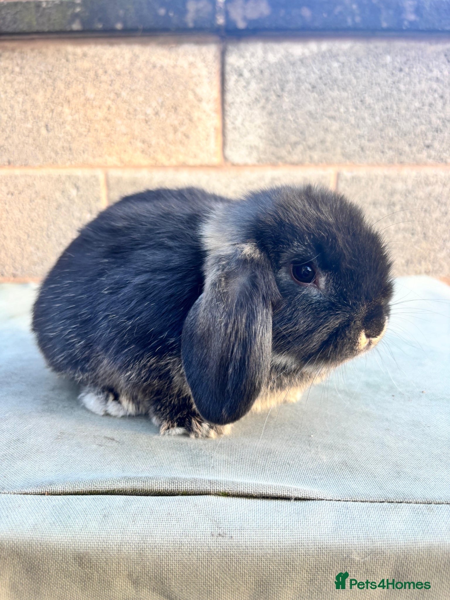 Mini Lop rabbits 3 baby mini lops ready to reserve - Advert 2