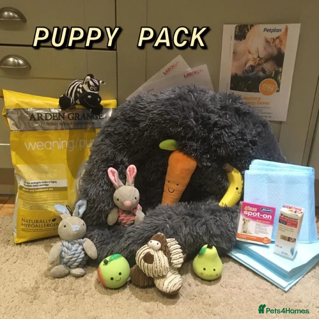 Toy Poodle dogs for sale: 5⭐️TOY Poodle Puppies⭐️ Champagne and Golden ⭐️ - Advert 2