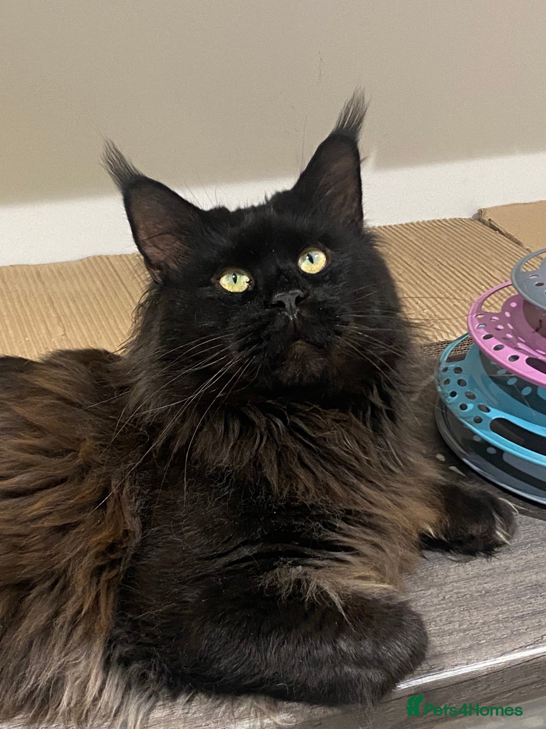 Maine Coon cats for sale: Attention please  - Image 11