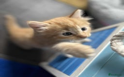 Mixed Breed cats for sale: Beautifull fluffy kittens  - Image 22