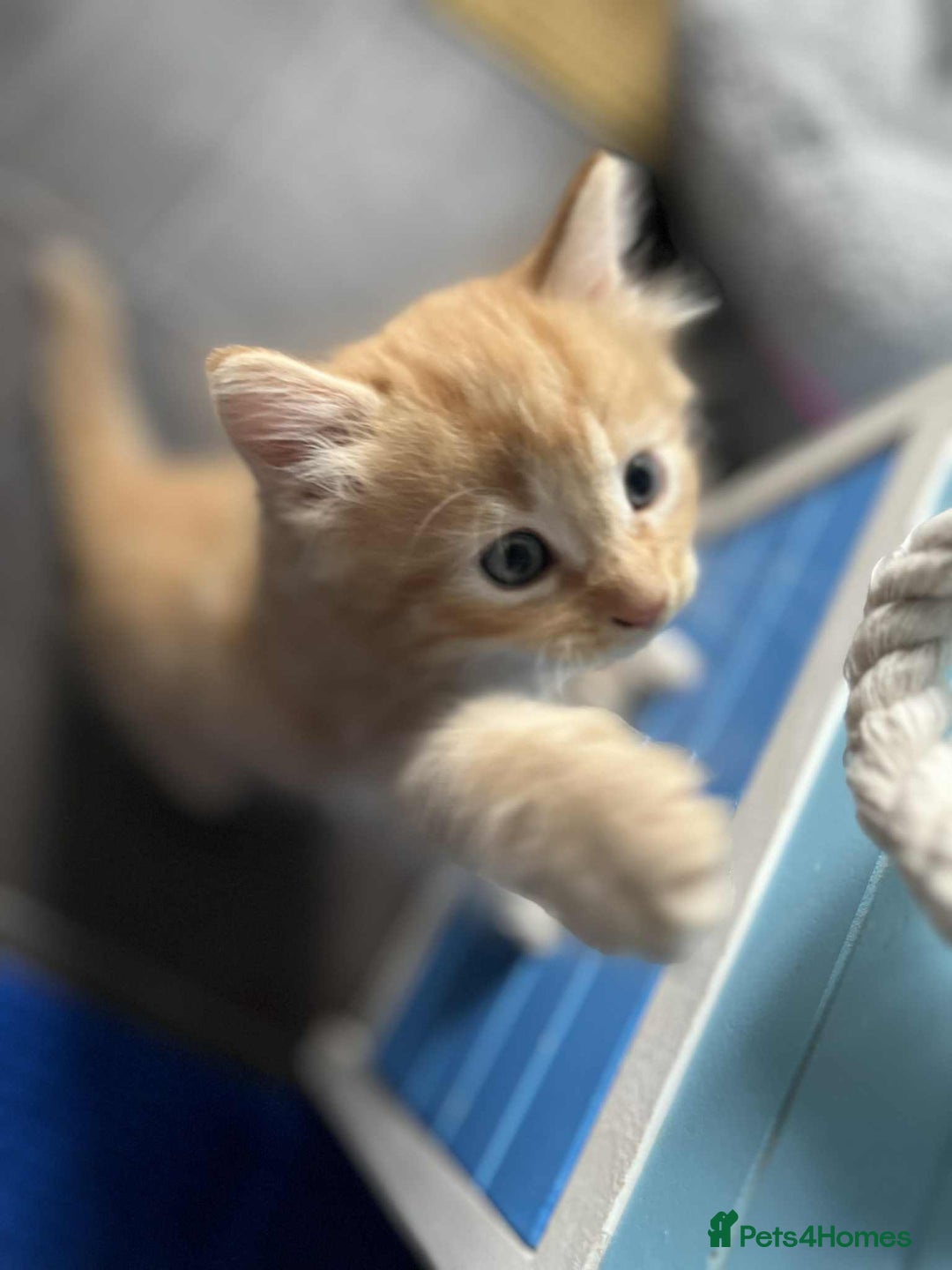 Mixed Breed cats for sale: Beautifull fluffy kittens  - Image 22