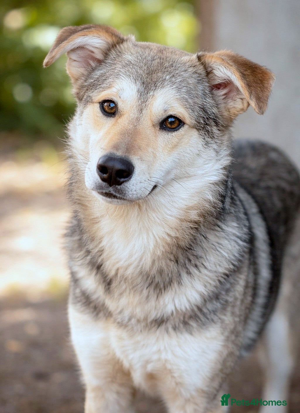 Mixed Breed dogs 🐾💛 ANA – A Gentle, Loving Soul for a Loving Home - Advert 8