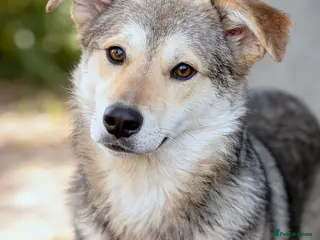 Mixed Breed dogs 🐾💛 ANA – A Gentle, Loving Soul for a Loving Home - Advert 8