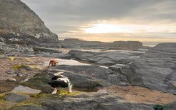 Cockalier dogs for sale: Rehoming Two Young Female Spaniels  - Image 5