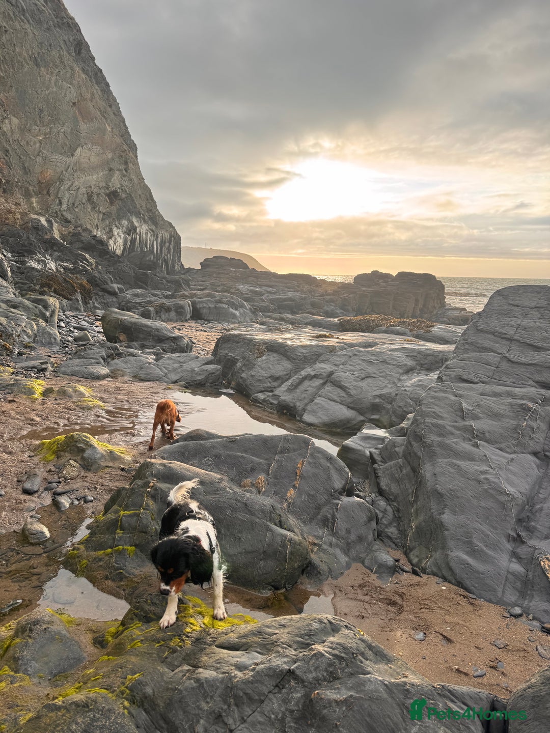 Cockalier dogs for sale: Rehoming Two Young Female Spaniels  - Image 5