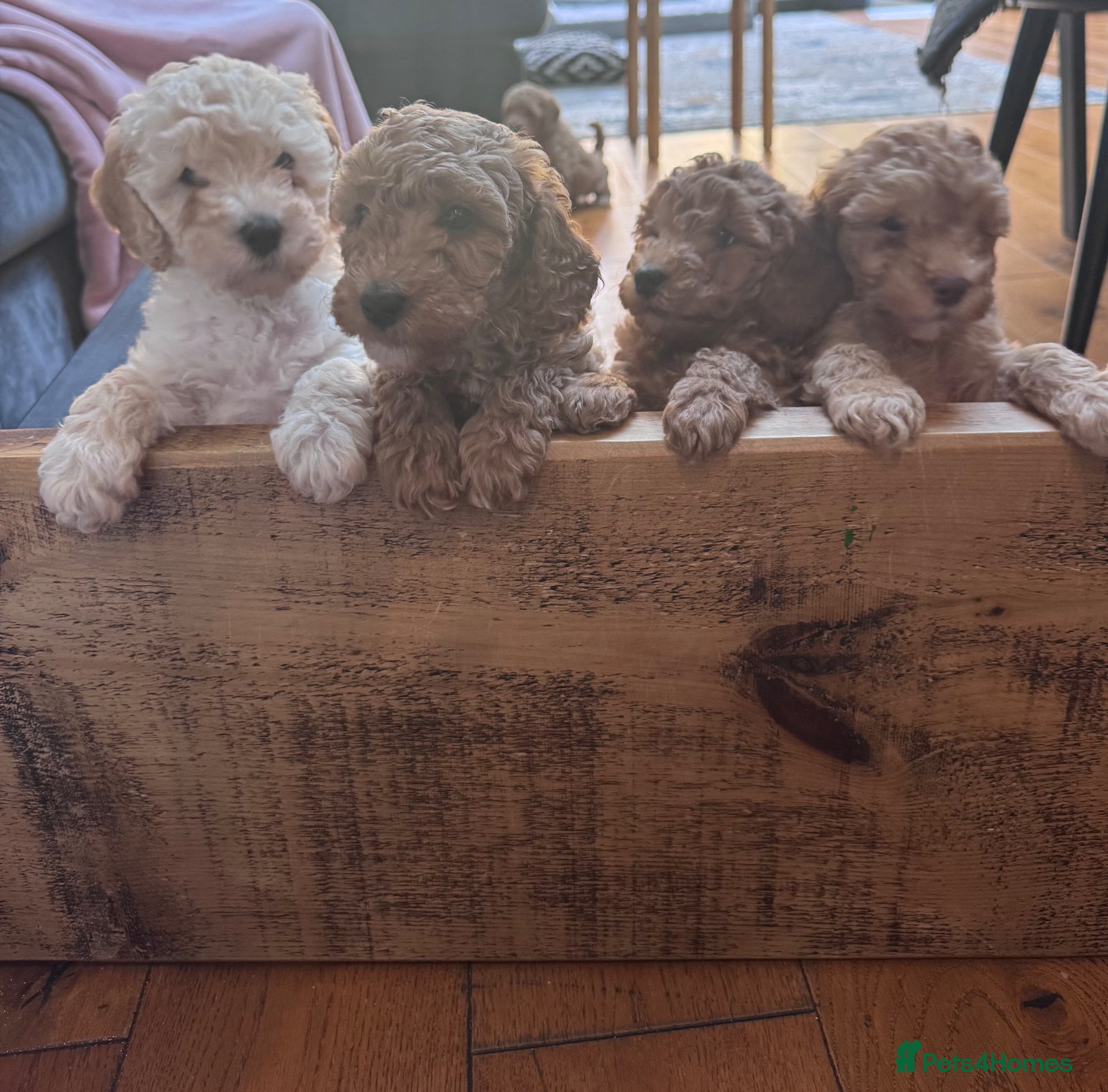 Miniature Poodle dogs Mini Poodle Puppies-KC Registered-Red-Beige  - Advert 15
