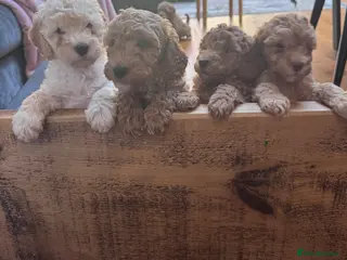 Miniature Poodle dogs Mini Poodle Puppies-KC Registered-Red-Beige - Advert 15