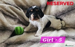 Cocker Spaniel dogs for sale: Goregous Litter of Cocker Spaniel Puppies  - Image 11