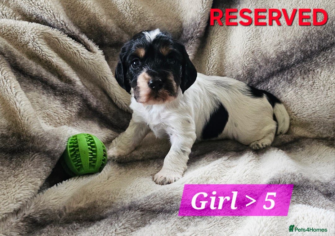 Cocker Spaniel dogs for sale: Goregous Litter of Cocker Spaniel Puppies  - Image 11