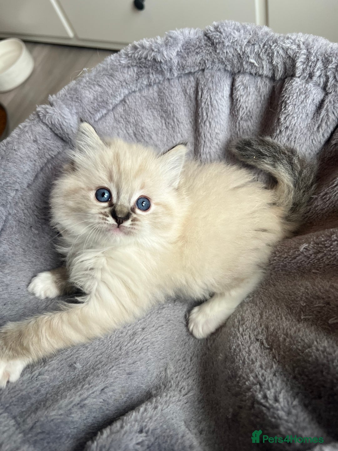 Ragdoll cats for sale: GCCF Ragdoll kittens for sale - Advert 16