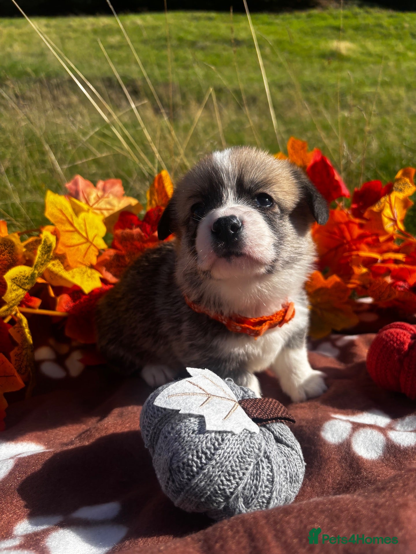 Welsh Corgi Pembroke dogs Stunning corgi puppies show quality  - Advert 2