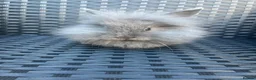 Mini Lion Lop rabbits for sale: Ready to go lionhead lops now reduced - Advert 14