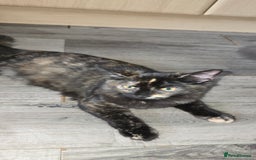 Maine Coon cats for sale: Amazing tortie Mainecoons - Image 30
