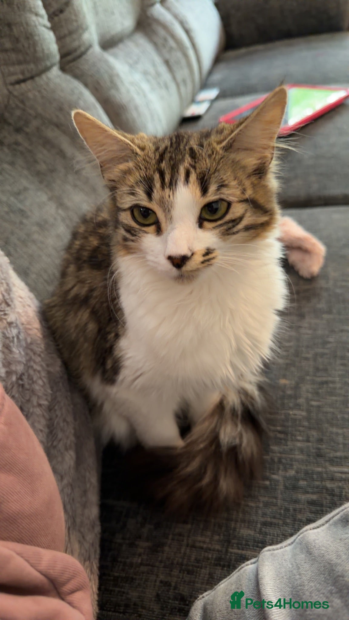 Mixed Breed cats Beautiful little tabby boy available  - Advert 2