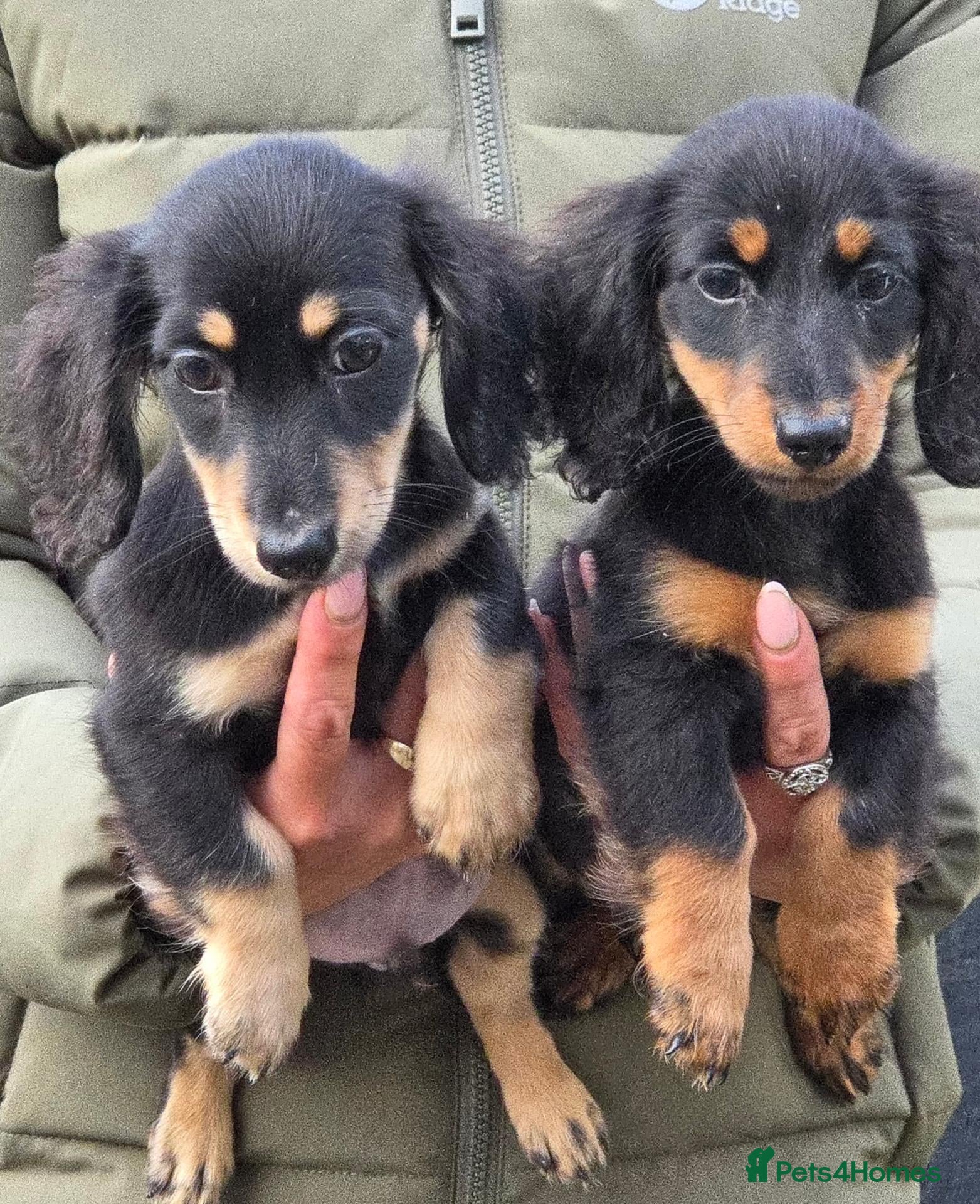 Miniature Dachshund dogs True longhaired minature dachshunds  - Advert 1