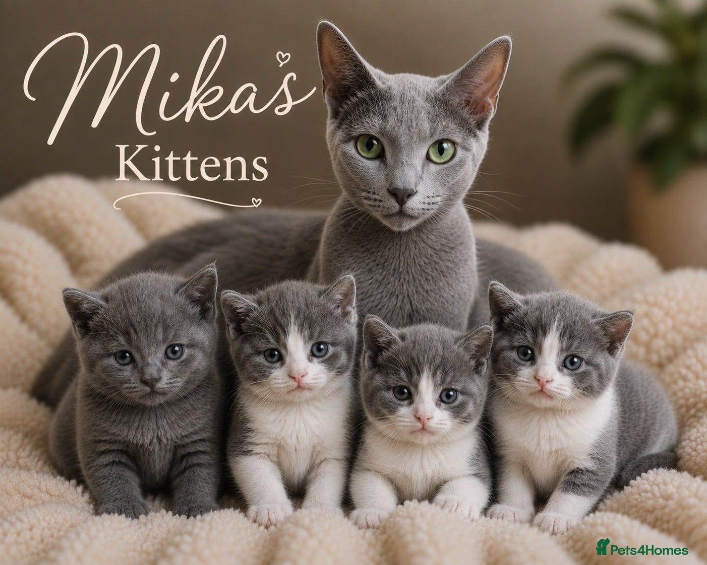 Russian Blue cats Russian blue x  - Advert 1
