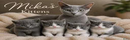 Russian Blue cats for sale: Russian blue x  - Advert 1
