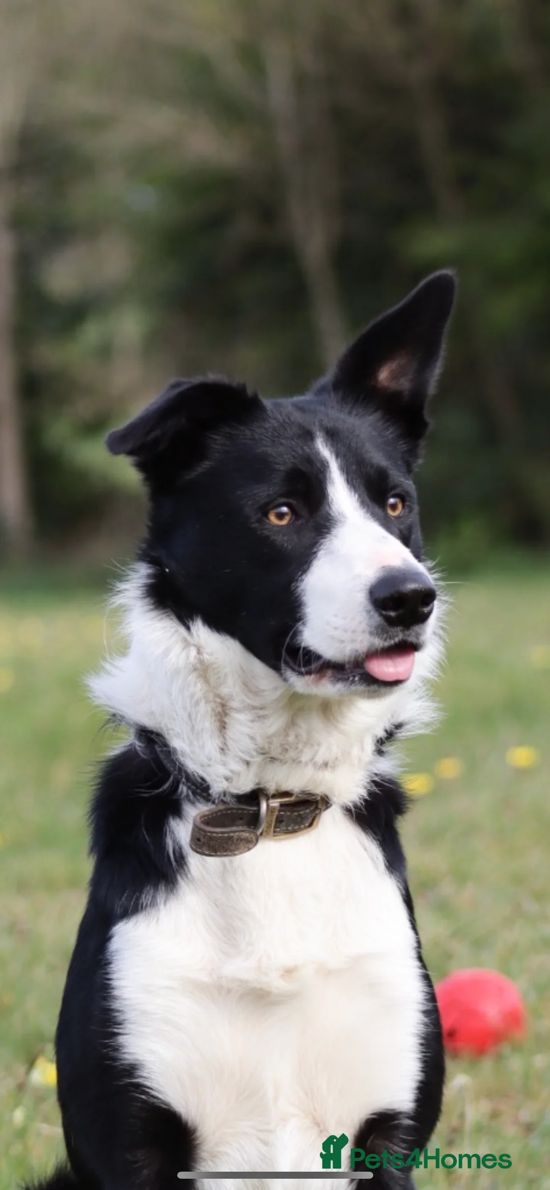 Border Collie dogs for stud: Proven Border Collie Stud | Strong Working Lines  - Advert 3
