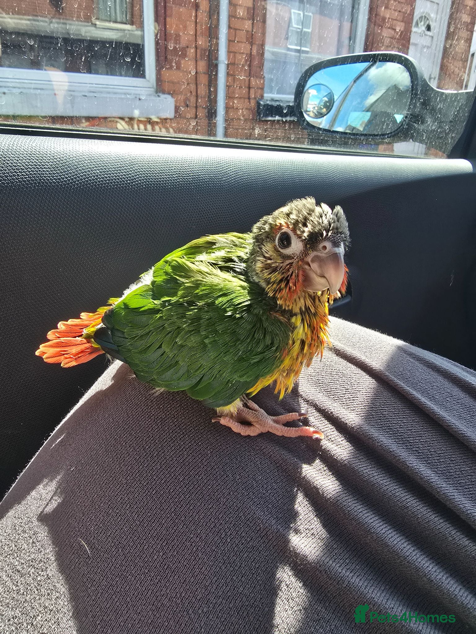 Conures birds Silly Hand-tamed Conure for sale - Advert 2