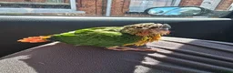 Conures birds for sale: Silly Hand-tamed Conure for sale - Advert 4