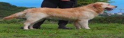 Golden Retriever dogs for sale: Kc health tested golden retrievers  - Advert 14