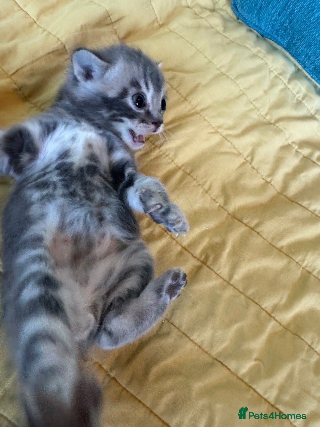 Bengal cats for sale: 3/4 bengal 1/4BSH - Advert 24