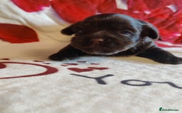 Yorkshire Terrier dogs for sale: Outstanding RARE Yorkshire terrier Chocolate - Image 10