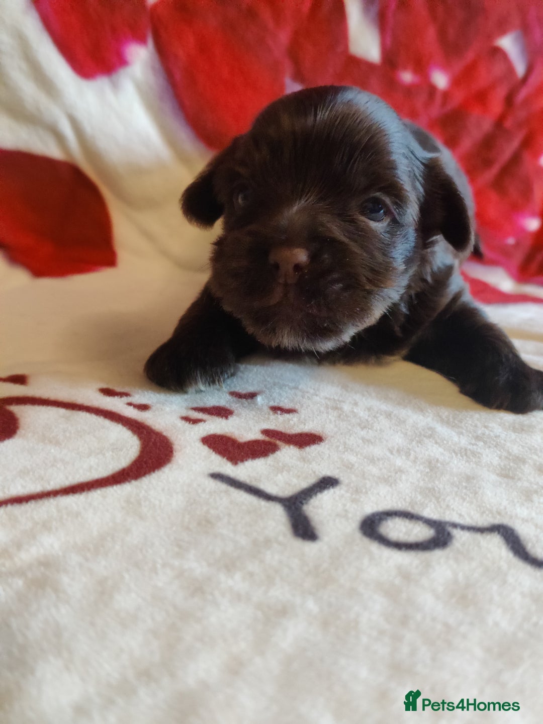 Yorkshire Terrier dogs for sale: Outstanding RARE Yorkshire terrier Chocolate - Image 10