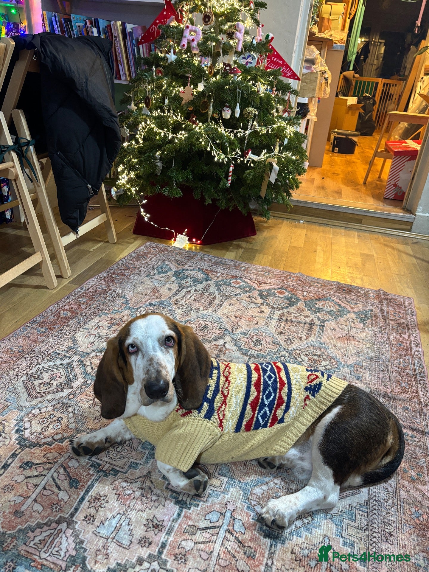 Basset Hound dogs Basset Hound looking for new home - Advert 1