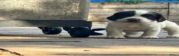 Sprocker dogs for sale: Working sprockers - Advert 7