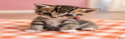 Mixed Breed cats for sale: Kittens - Advert 4