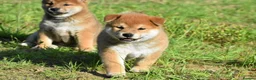 Japanese Shiba Inu dogs for sale: Exceptional Japanese Shiba Inu Puppies - Advert 29