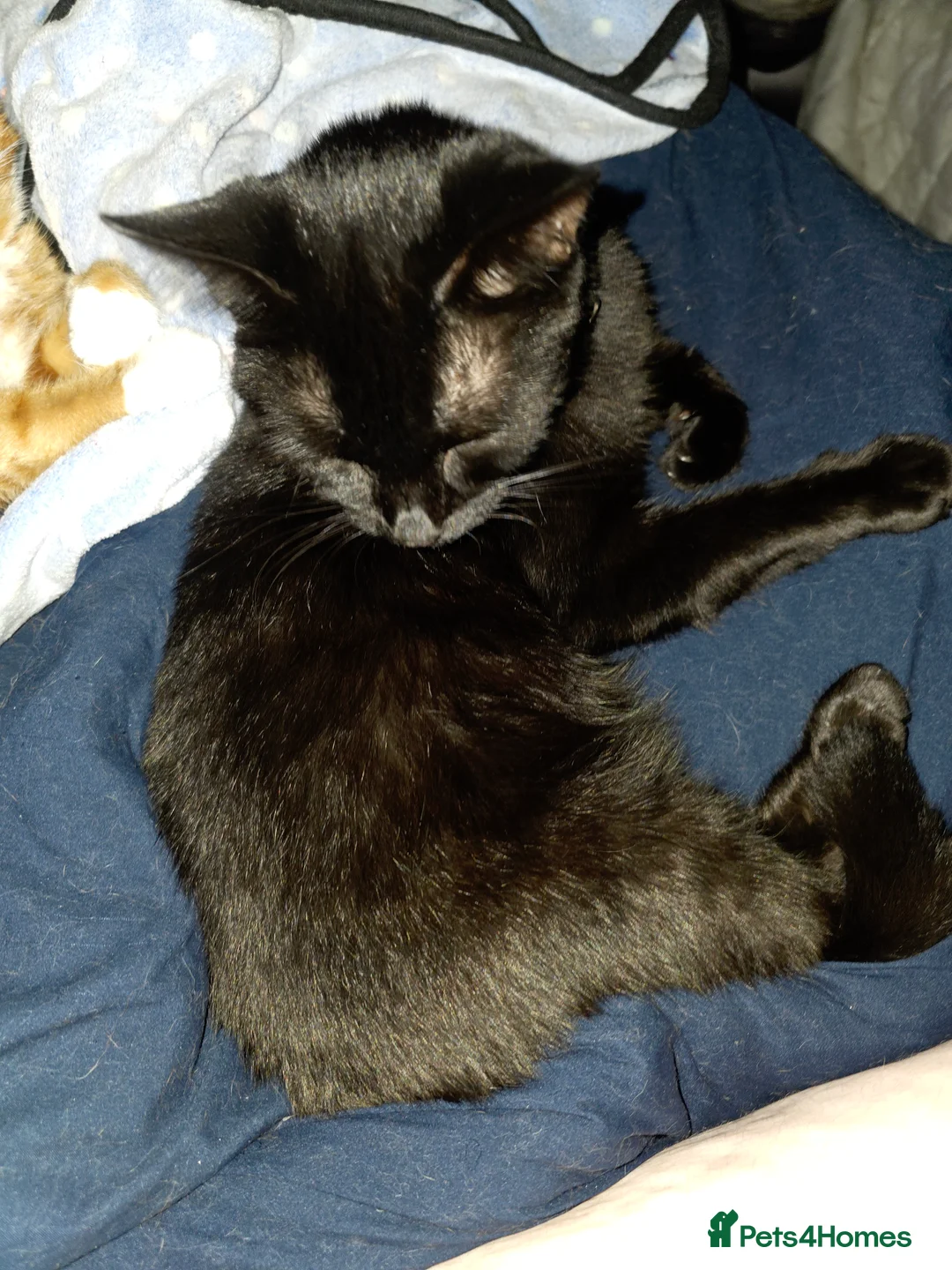 Mixed Breed cats for sale: Rehoming Ash and Gizmo  - Advert 10