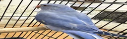 Ringnecks birds for sale: Blue ringneck baby’s  - Advert 1
