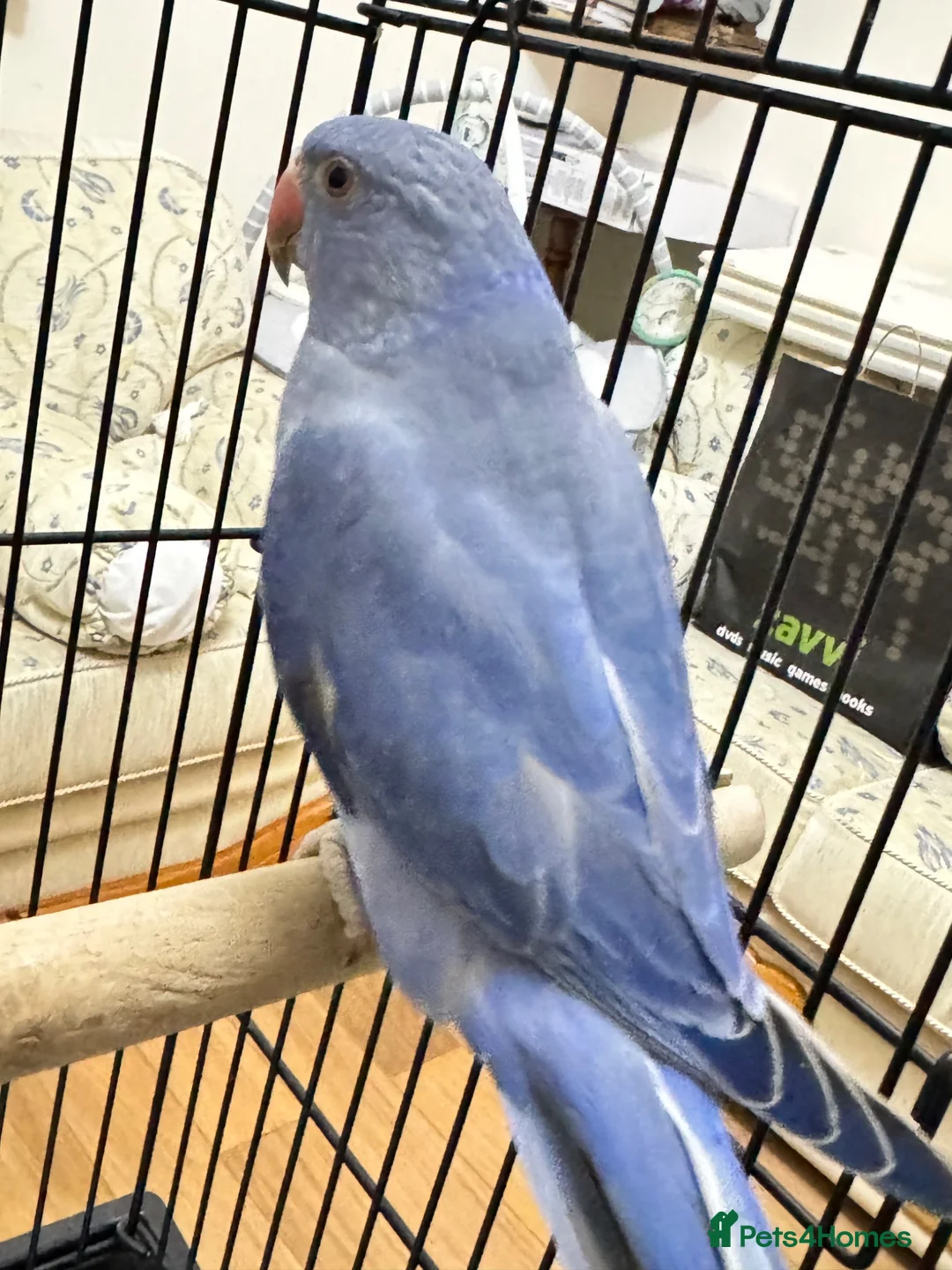 Ringnecks birds for sale: Blue ringneck baby’s  - Advert 1