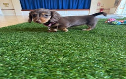 Miniature Dachshund dogs for sale: 5 star licensed miniature Wirehaired ready 18/8 - Image 19