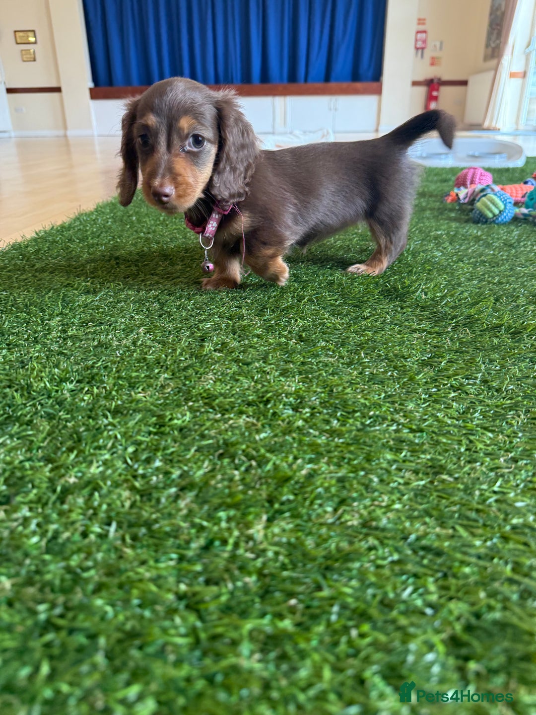 Miniature Dachshund dogs for sale: 5 star licensed miniature Wirehaired ready 18/8 - Image 19