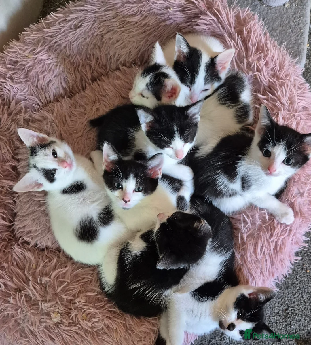 Mixed Breed cats for sale: 4 beautiful kittens - Advert 1