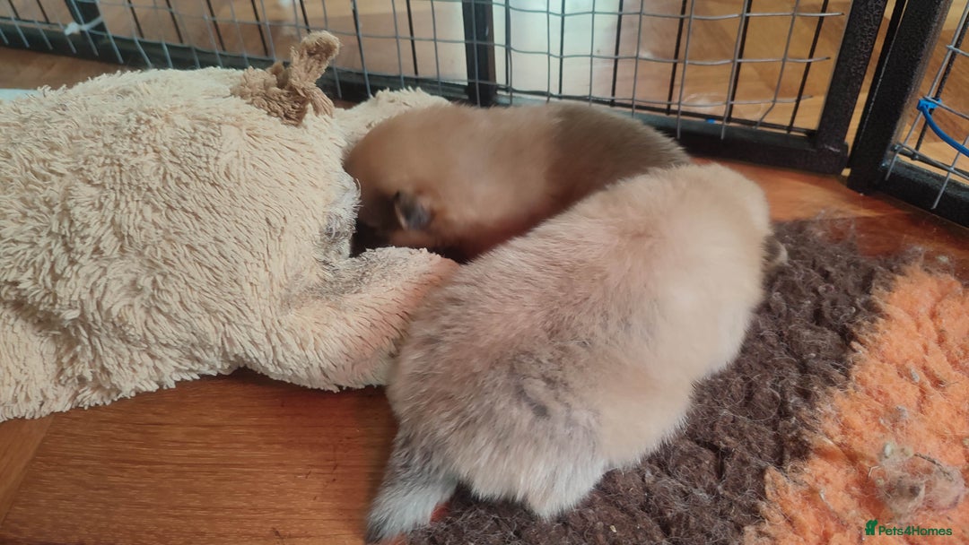 Pomeranian dogs for sale: Top Quality -KC registered  - Image 16