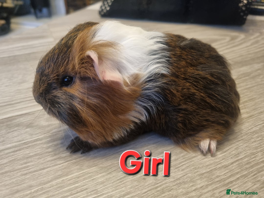Guinea Pig rodents for sale: Guinea pigs for sale £25 each  - Advert 1