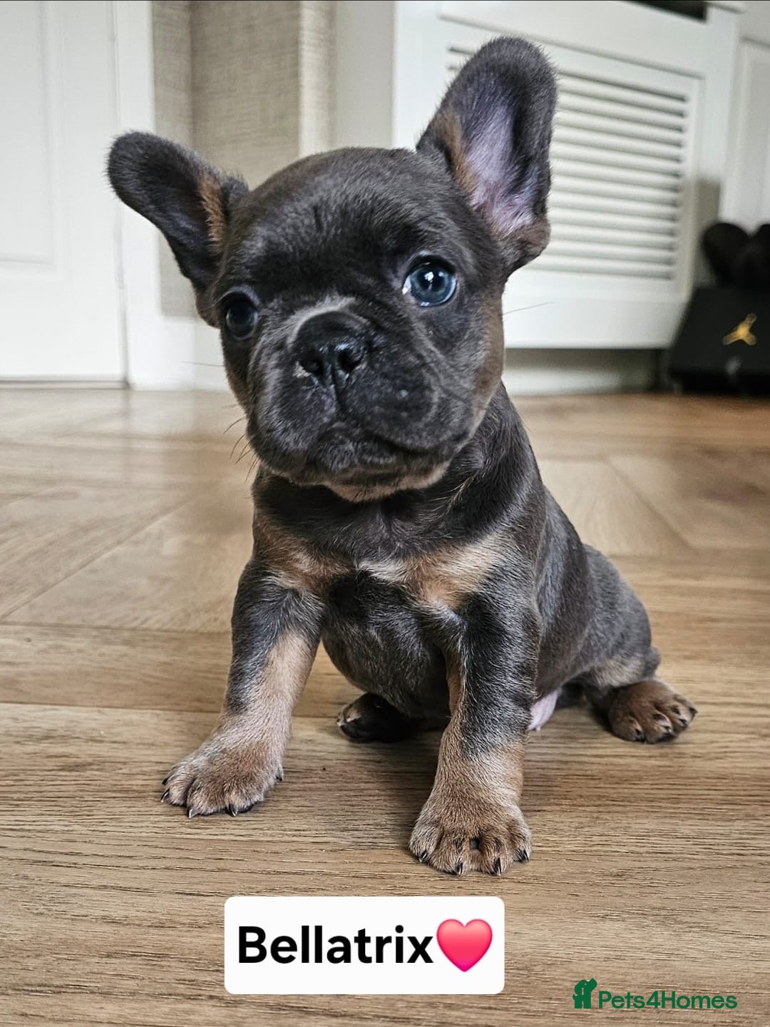 French Bulldog dogs for sale: French bulldog pups  - Image 6
