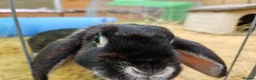 Mixed Breed rabbits for sale: Rescue a lovely bunny - Evangeline - Advert 3