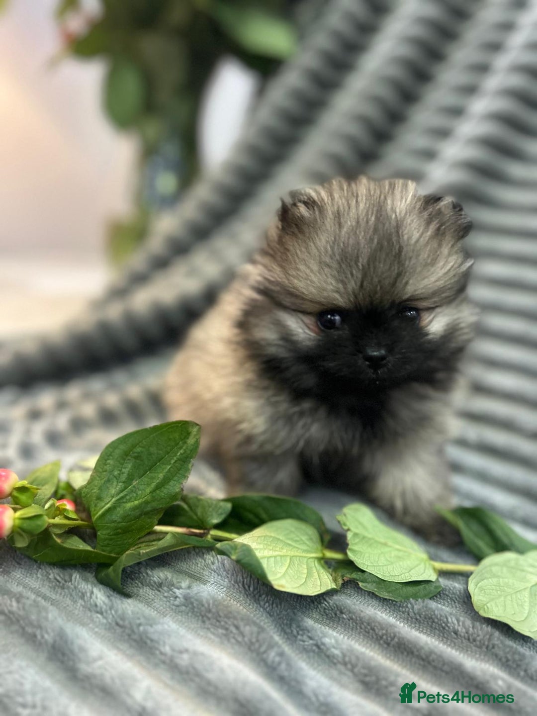 Pomeranian dogs for sale: Show quality tiny beautiful show stopper poms 💙🩷 - Advert 6