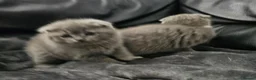 Scottish Fold cats for sale: Scottish folds - Advert 5